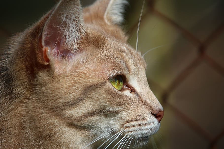 猫 みえず 子猫 虎猫 サバ 猫の品種 猫の目 猫の顔 ペット 日 Pxfuel