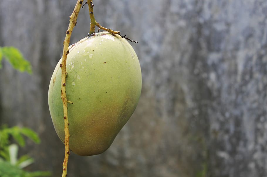 buah, mangga, buah mangga, buah segar, makanan, gambar, penfui, Kota kupang, bahasa Indonesia, dewasa