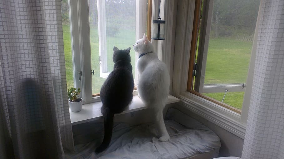 dua, putih, hitam, kucing, duduk, jendela, mencari, luar, kedamaian, hujan