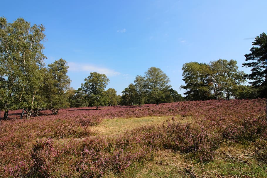 heide, fischbeker heath, lüneburg heath, lüneburg, fischbek, north, purple, bloom, blossom, heather