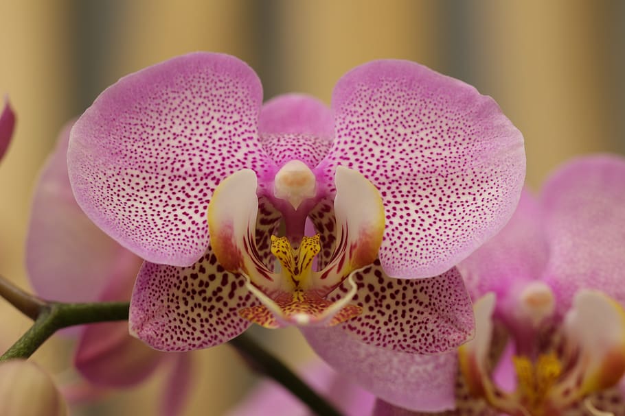 orquídea, phalaenopsis, flores, plantas, tropical, flora, naturaleza, macro, exótica, planta