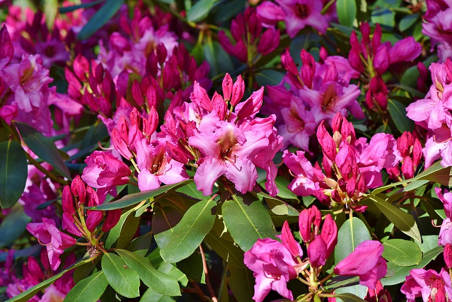 flores cor de rosa, rododendro, botões de rododendro, flor de rododendro, rododendro rosa, broto, flor, primavera, arbusto, jardim