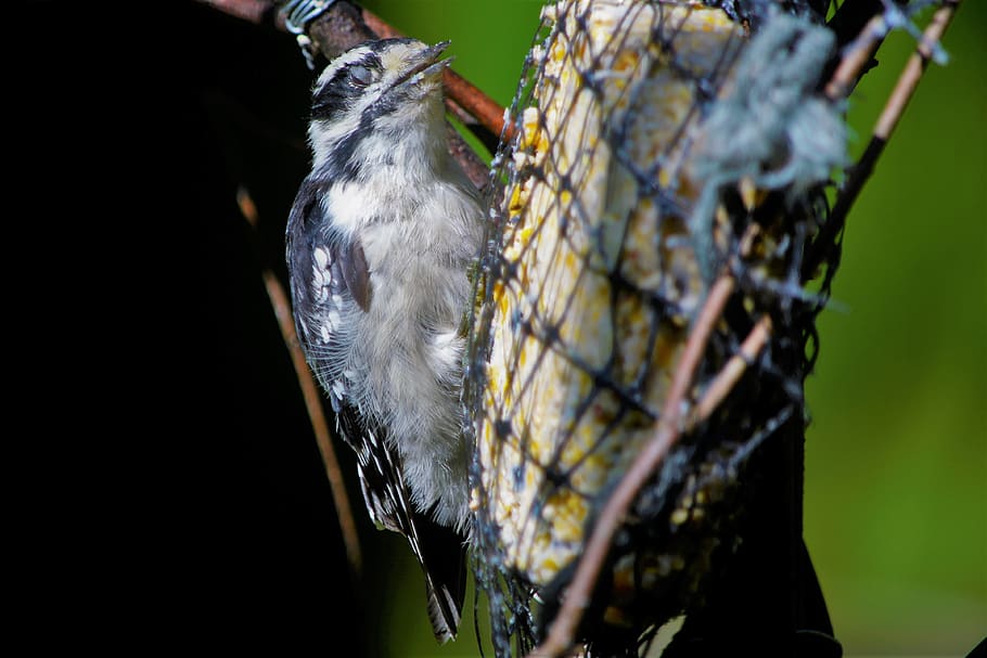 bird, woodpecker, downy woodpecker, female, blinking, downy, closeup, feeding, eating, wild birds