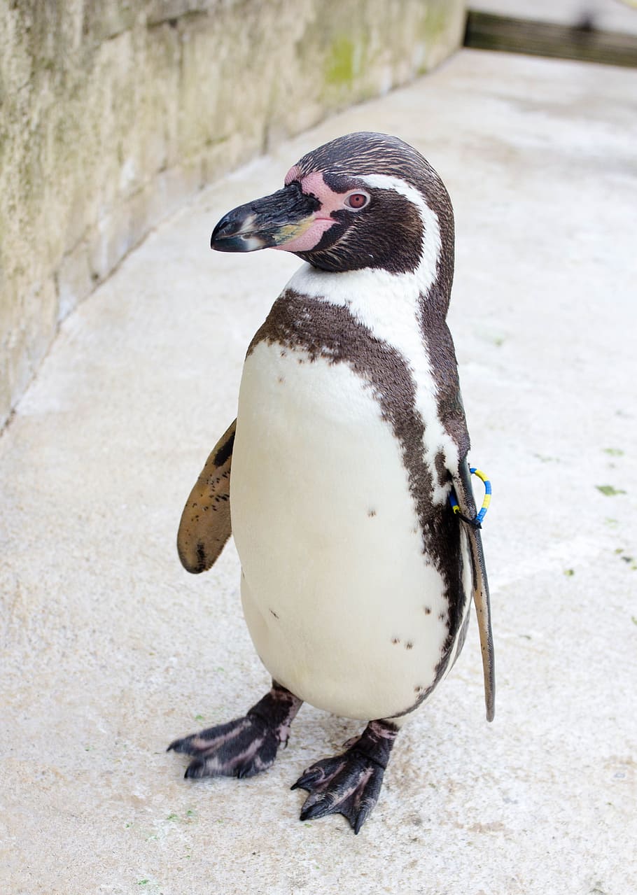ペンギン 動物園 公園 動物 野生 自然 野生動物 かわいい 白 面白い Pxfuel