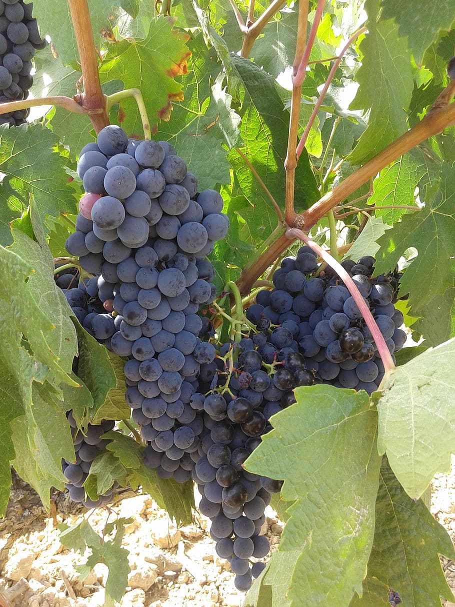 grapes, bunch of grapes, parra, strain, rivera del duero, vineyard, vine, fruit, healthy eating, food and drink