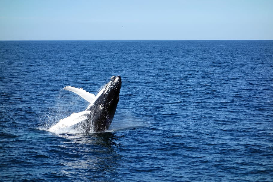 whale, body, water, daytime, wal, sea, young whale, jump, marine life, blue