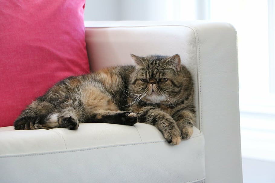 cat, exotic shorthair, couch, tabby, pet, spca, domestic cat, pets, domestic animals, domestic