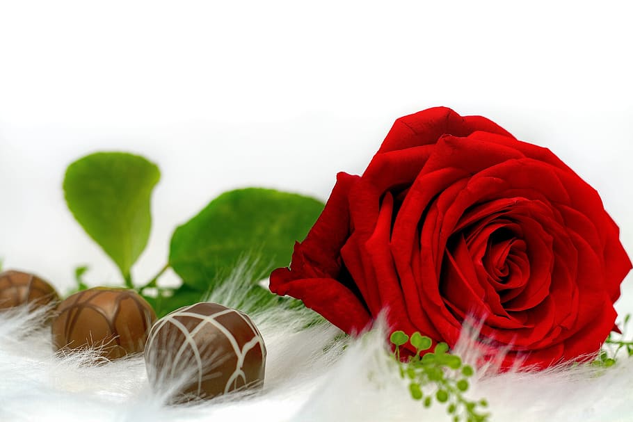 red, rose, three, chocolate balls, chocolate, love, nibble, chocolates, red rose, delicious