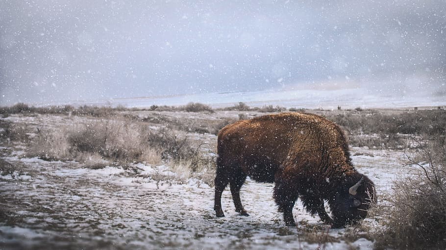 mammal, outdoors, winter, nature, animal, wildlife, bison, american bison, animal themes, animal wildlife