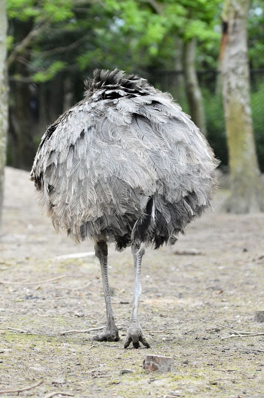 Emu, Ostrich, Cassowary, Bird, Wings, feather, wildlife, beak, wild, dom