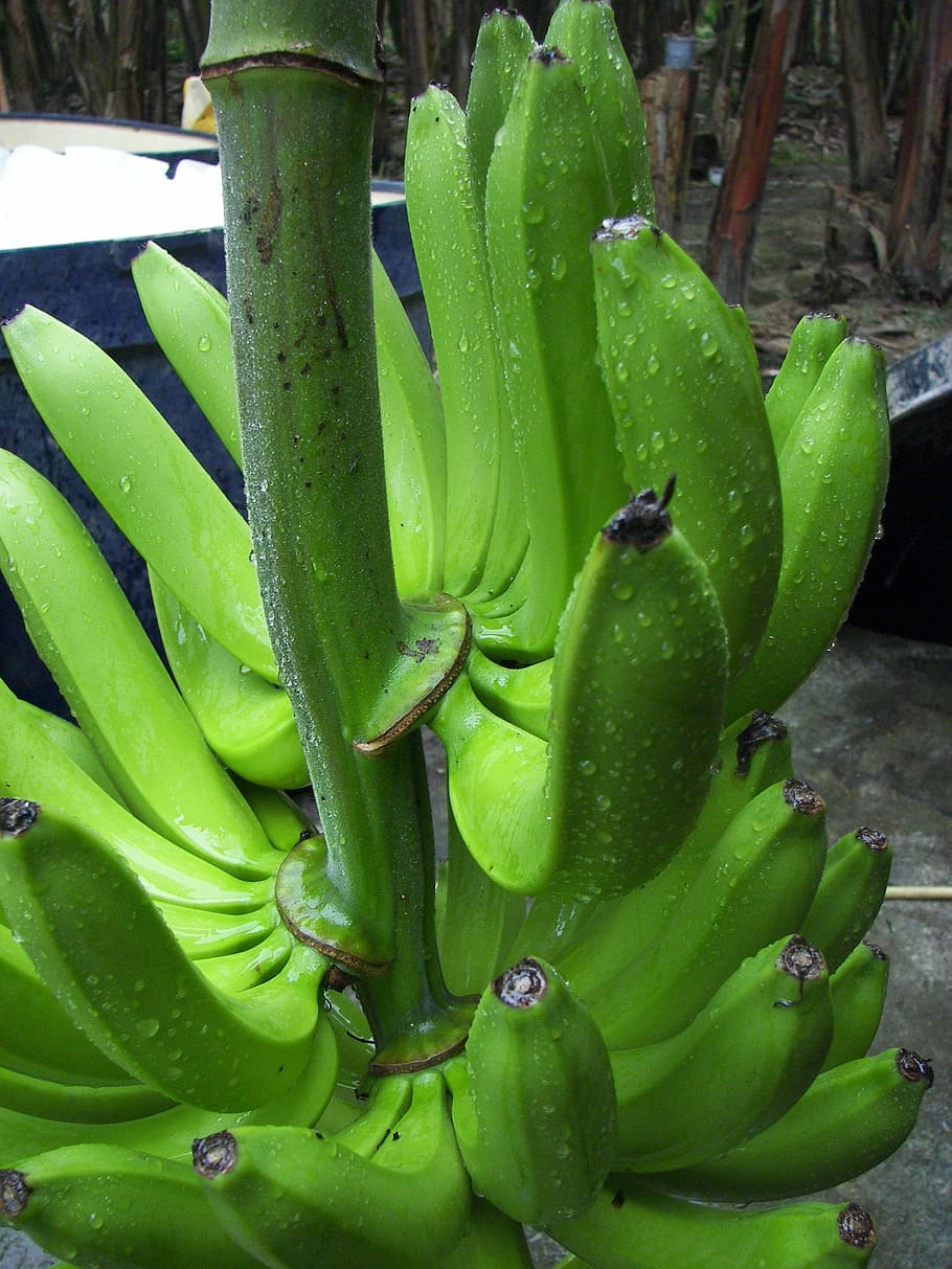 banana shrub, cavendish variety, bio, ecuador, harvest, green color, freshness, food and drink, close-up, growth