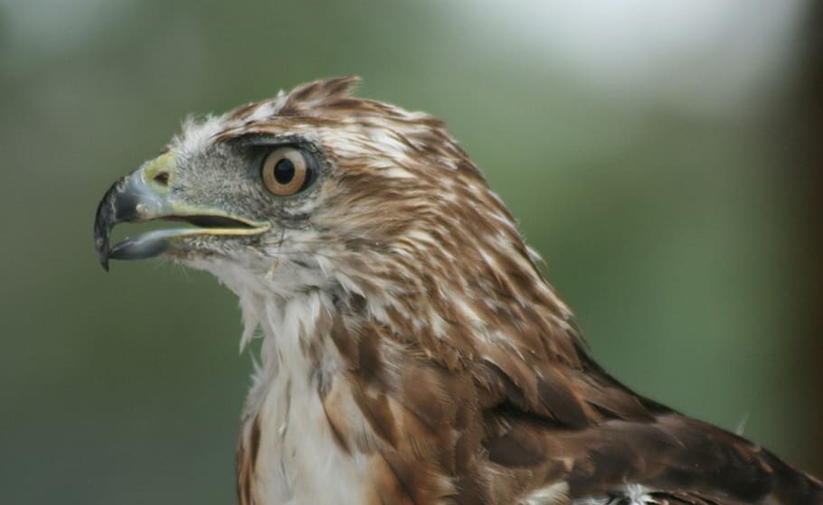 red tail, hawk, bird, nature, wildlife, predator, raptor, red-tailed, beak, outdoors