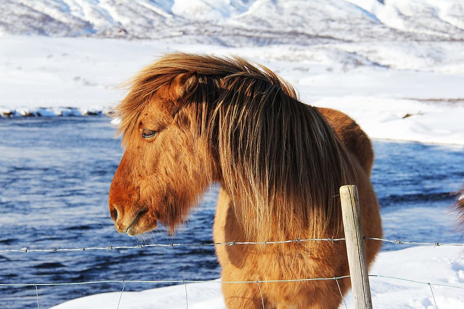 coklat, keledai, pagar, indah, unik, lucu, aneh, islandia, kuda, reykjavik