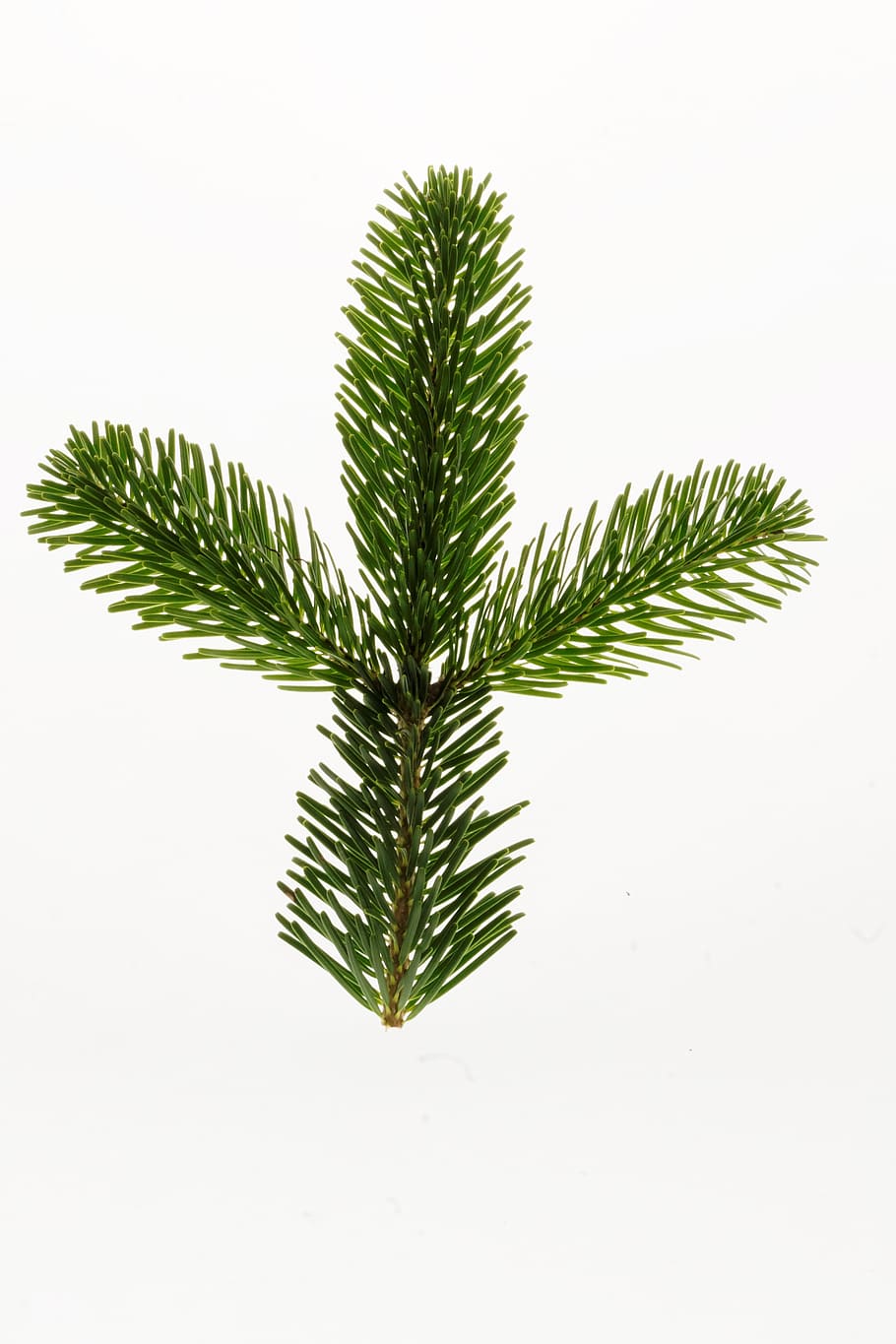 conifer leaf, nordmann fir, fir, christmas, branch, christmas tree, decoration, fir green, christmas decoration, christmas decorations