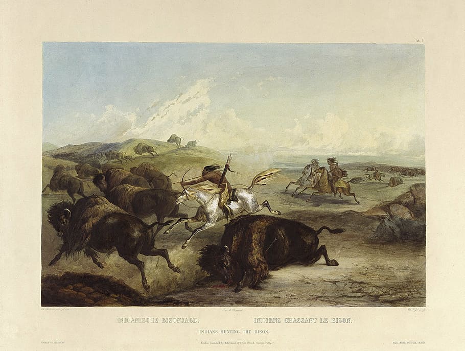 indians, hunts, buffalo, bison, bueffeljagt, bisonjagt, bow and arrow, hunt, drawing, 1844