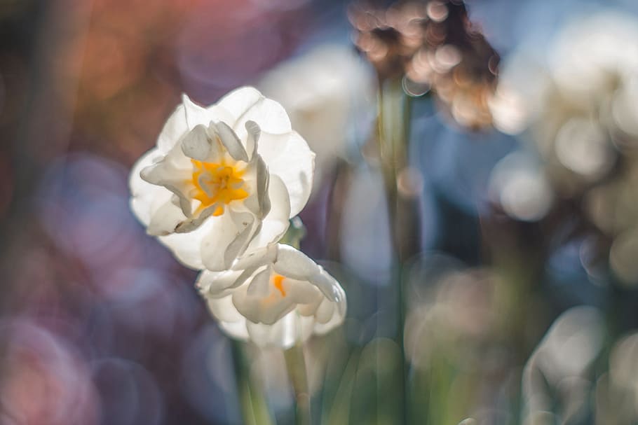 Spring, Flower, Daffodil, Bokeh, M42, colors, fragility, petal, nature, close-up