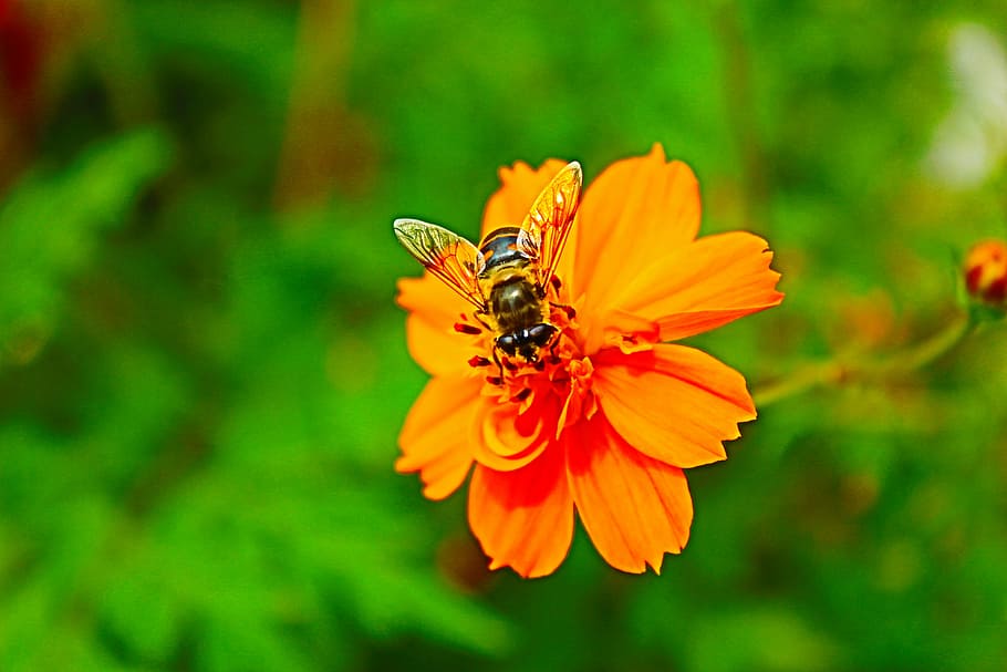 natureza, inseto, verão, flor, plantar, abelha, primavera, fundo, planta de peru, flores