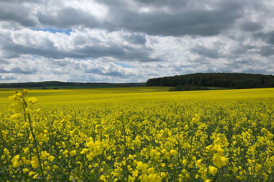 bed, yellow, flowers, agriculture, field, landscape, oilseed rape, rape blossom, panorama, beauty in nature