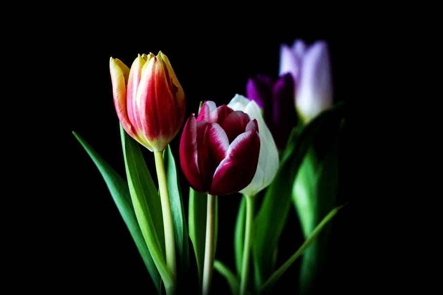 flores de tulipa de cores sortidas, seletiva, fotografia de foco, tulipa, natureza, flor, planta, folha, brilhante, verão