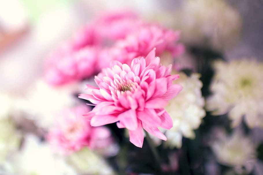 pink, flowers, garden, flower, flowering plant, pink color, freshness, plant, beauty in nature, fragility