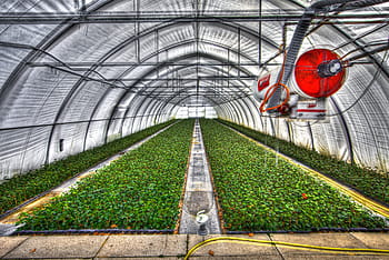 greenhouse-slide-tunnel-crops-vegetable-gardening-royalty-free-thumbnail.jpg