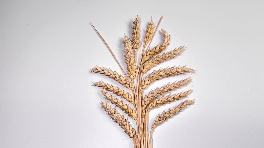 ear, grain, corn on the cob, wheat, klasky, food and drink, plant, food, agriculture, nature