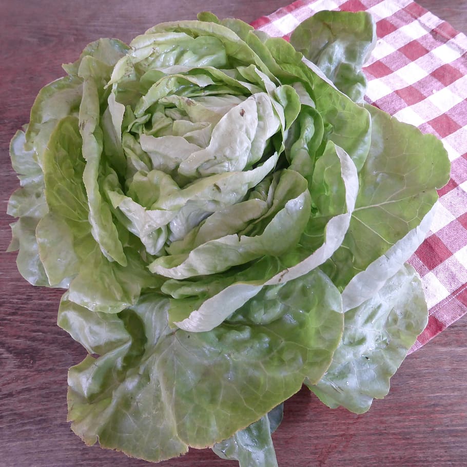 lettuce, green, bio, salad, leaf lettuce, cold dishes, starter, agriculture, horticulture, harvest