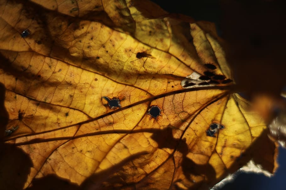 autumn, leaf, leaves, brown, dark, orange, color, environment, ecology, wallpaper