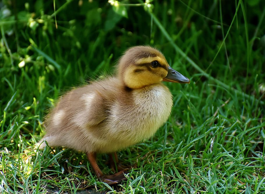 duckling, grasses, daytime, chicks, ducklings, mallard, cute, bird, water bird, duck