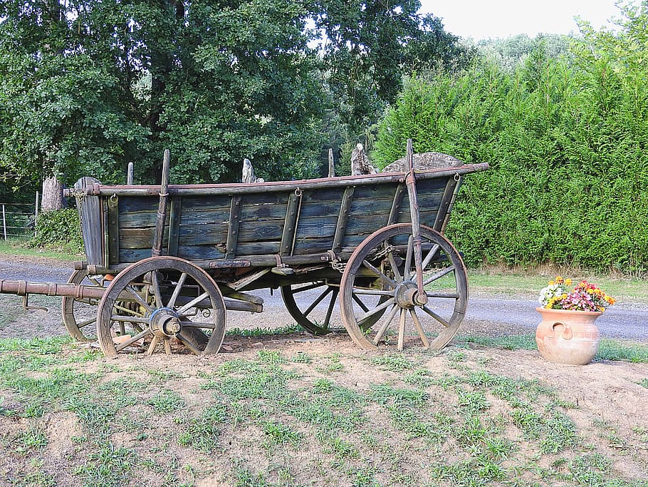 horse drawn carriage, old, coach, wagon, plant, tree, growth, field, nature, cart
