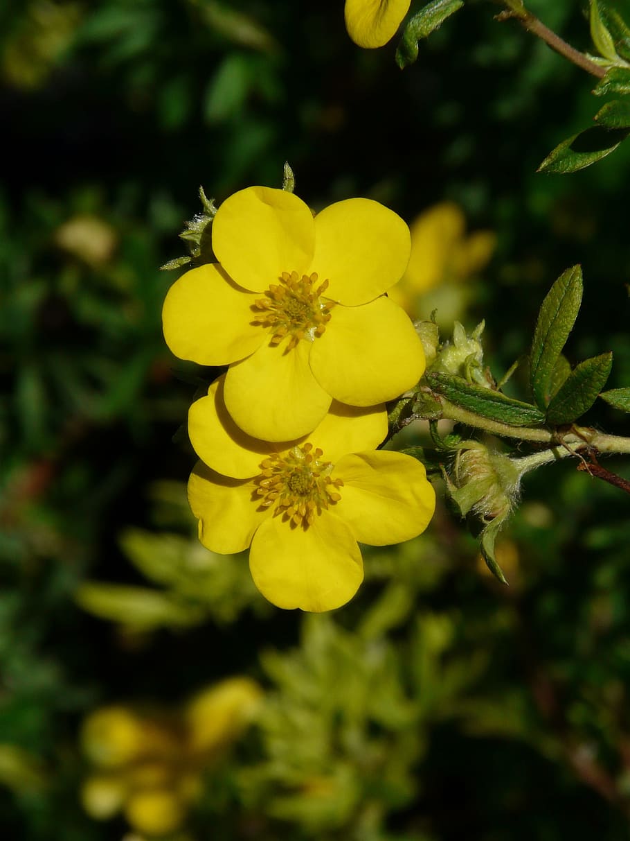 finger shrub, flowers, yellow, bush, dasiphora fruticosa, hedge, potentilla fruticosa, dasiphora, summer green, golden yellow
