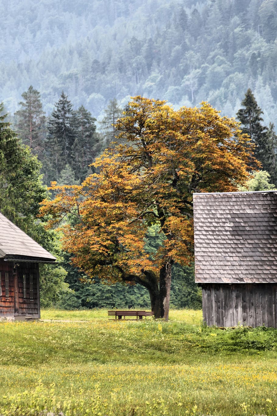 autumn, chestnut, mountains, hut, bank, fall color, fog, plant, tree, built structure