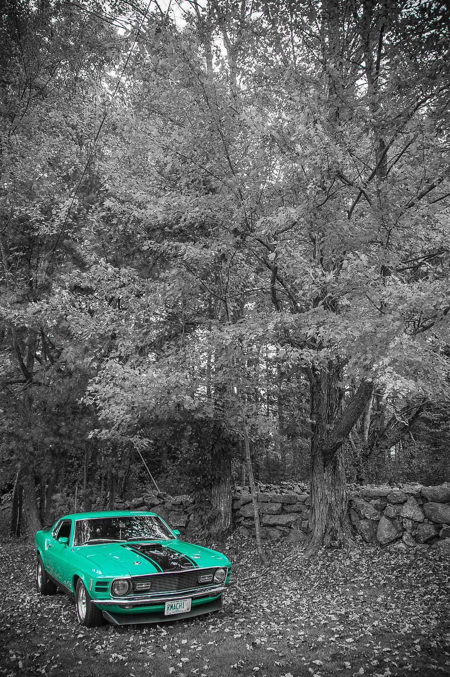 fotografi selektif warna, hijau, coupe, pohon, Mustang, Ford, Otot, Mobil, kendaraan, transportasi
