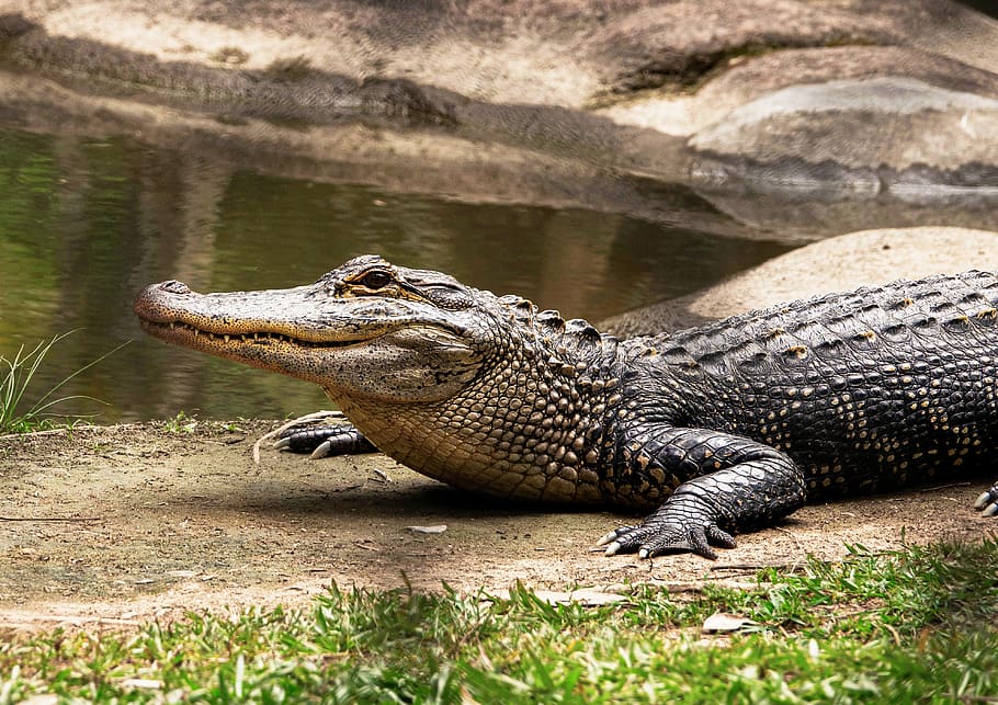 crocodilo, água doce, australiano, réptil, perigoso, mandíbulas, dentes, cabeça, predador, rio
