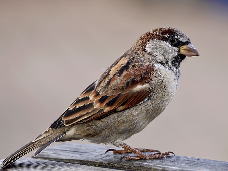 brown sparrow, sparrow, burung, burung pipit, alam, hewan, sperling, bulu, dekat, tagihan
