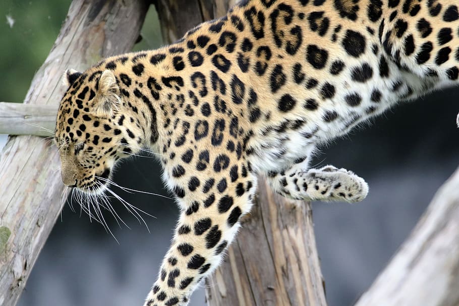 茶色のヒョウ ヒョウ 斑点 猫 自然 屋外 野生動物 動物 黒 ネコ科の動物 Pxfuel