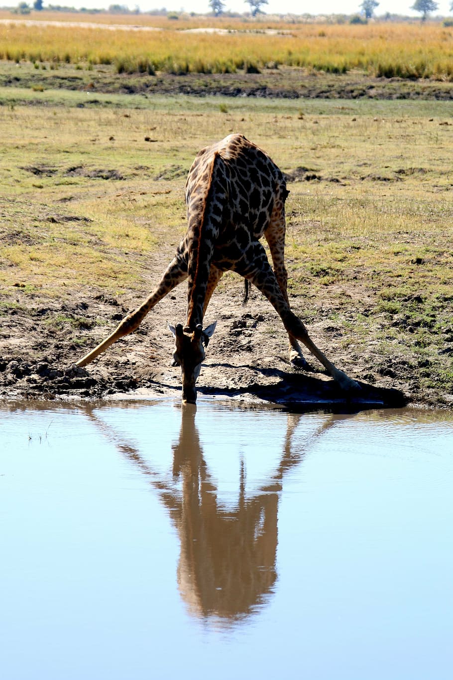 jirafa agua potable, jirafa, áfrica, safari, botswana, chobe, salvaje, viajes, aventuras, mamíferos