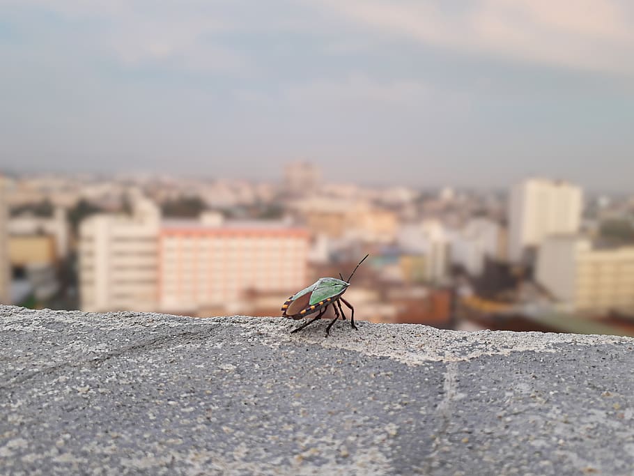 bug, solitary, animal, city, the landscape, outdoor, summer, nature, quiet and peaceful, insect