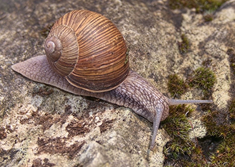 snail, shell, bauchfuesser, snail shell, crawl, slowly, eat, mollusk, close up, helix pomatia