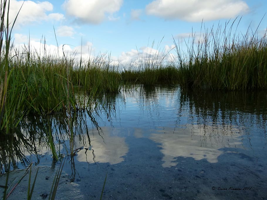 water, marsh, grass, weeds, saltwater, nature, bog, swamp, reflection, wetland
