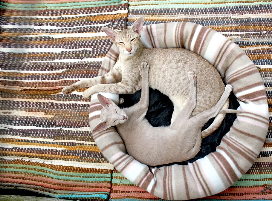 two, lying, cats, stripe bed wallpaper, cat, kitten, siamese cat, cozy, blanket, stripes