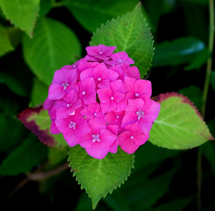 flor, hortensia, rosa, planta, primer plano, detalles, hermosa, floración,  pétalos, naturaleza | Pxfuel