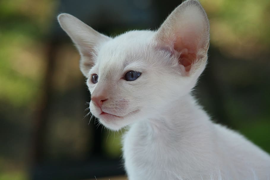 white, kitten, close-up photo, siamese cat, cat, cat baby, fur, charming, animal, carnivores