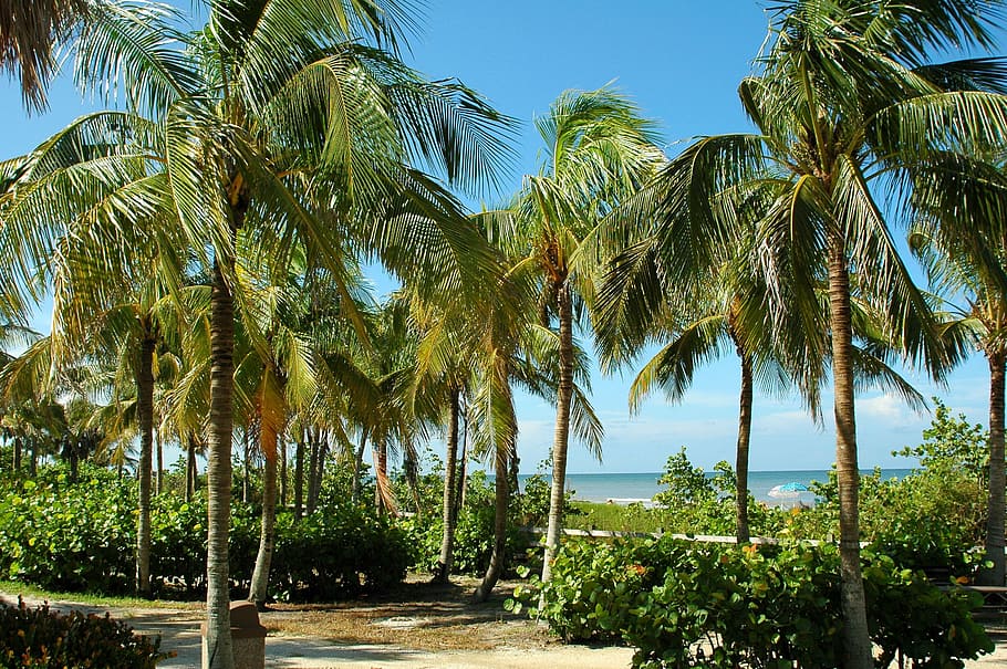 coconut trees, ocean, key west, florida, tropical, beach, palm trees, tourism, vacation, travel