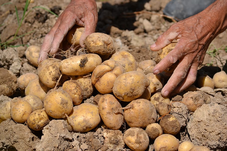 potato, agriculture, farm, harvest, gardening, human hand, hand, one person, human body part, raw potato