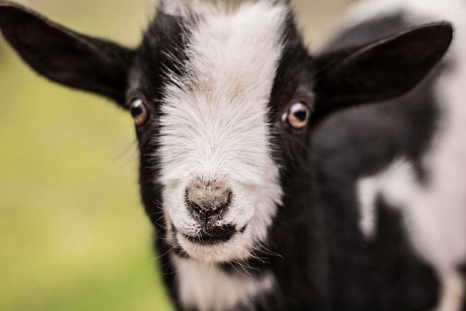kid, goat, baby, baby goat, cute goat, goat baby, cute, farm, animal, mammal