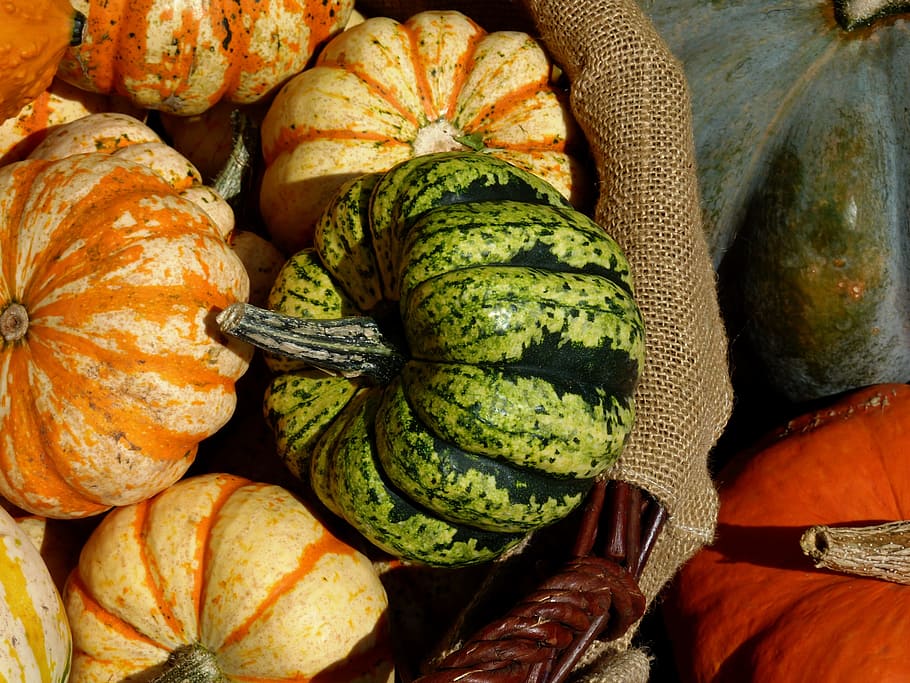 acción de gracias, calabazas, verduras, cosecha, calabaza, decoración de otoño, otoño, agricultura, feliz acción de gracias, manzana