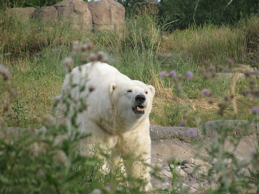 beruang kutub, mengaum, menggeram, putih, binatang, marah, lapar, hewan, menyerang, beruang