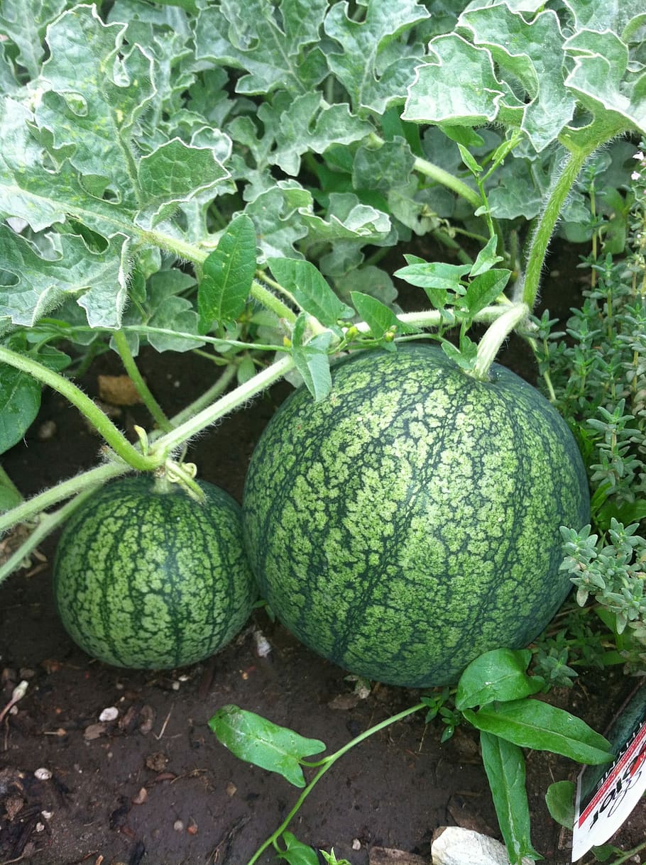 watermelons, Watermelon, Fruits, Garden, Plants, garden, plants, vines, fresh, summer, healthy