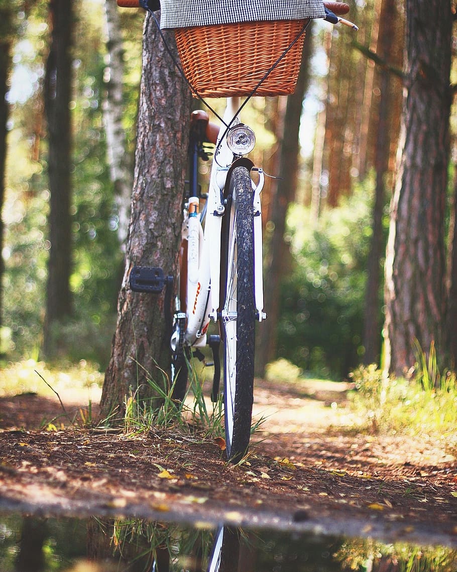 bicycle, adventure, forest, basket, bike, cyclist, woods, sport, grass, leaves